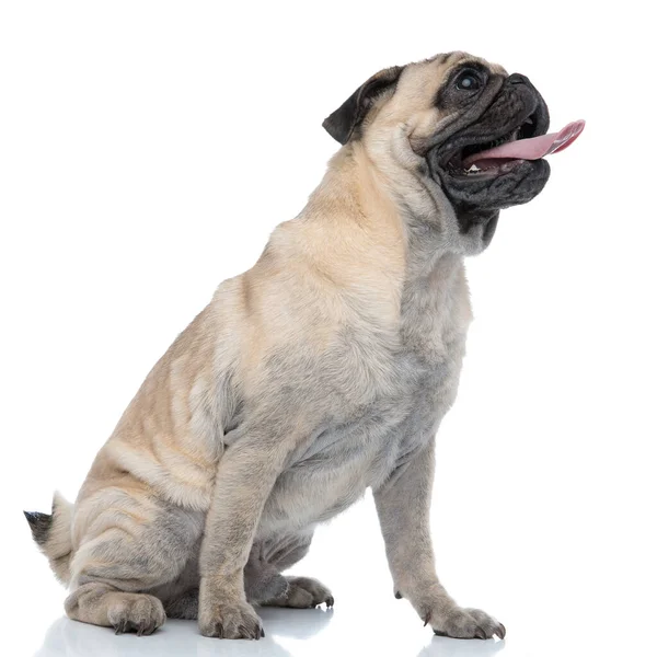 Happy young pug sticking out tongue and panting — ストック写真