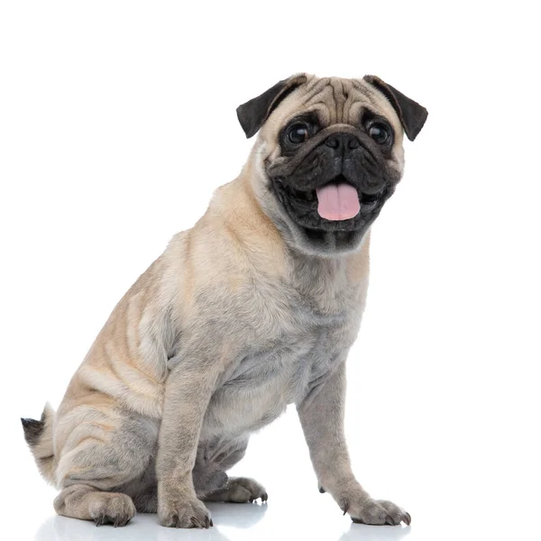 Happy adorable pug sticking out tongue and panting — ストック写真