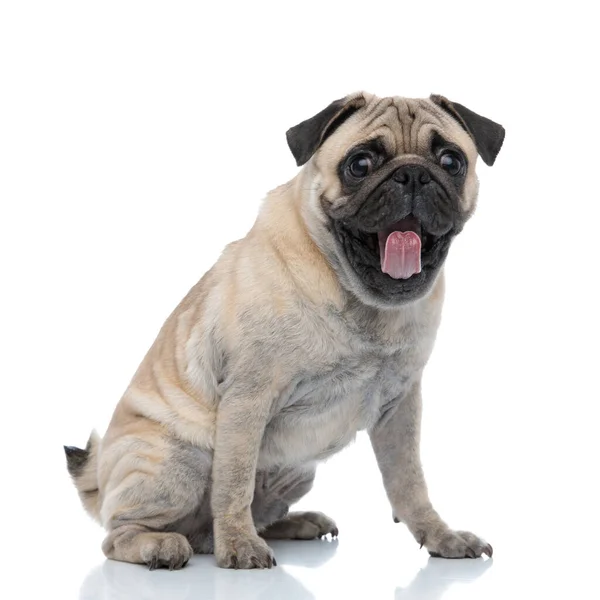 Cute pug sticking out tongue and panting — ストック写真