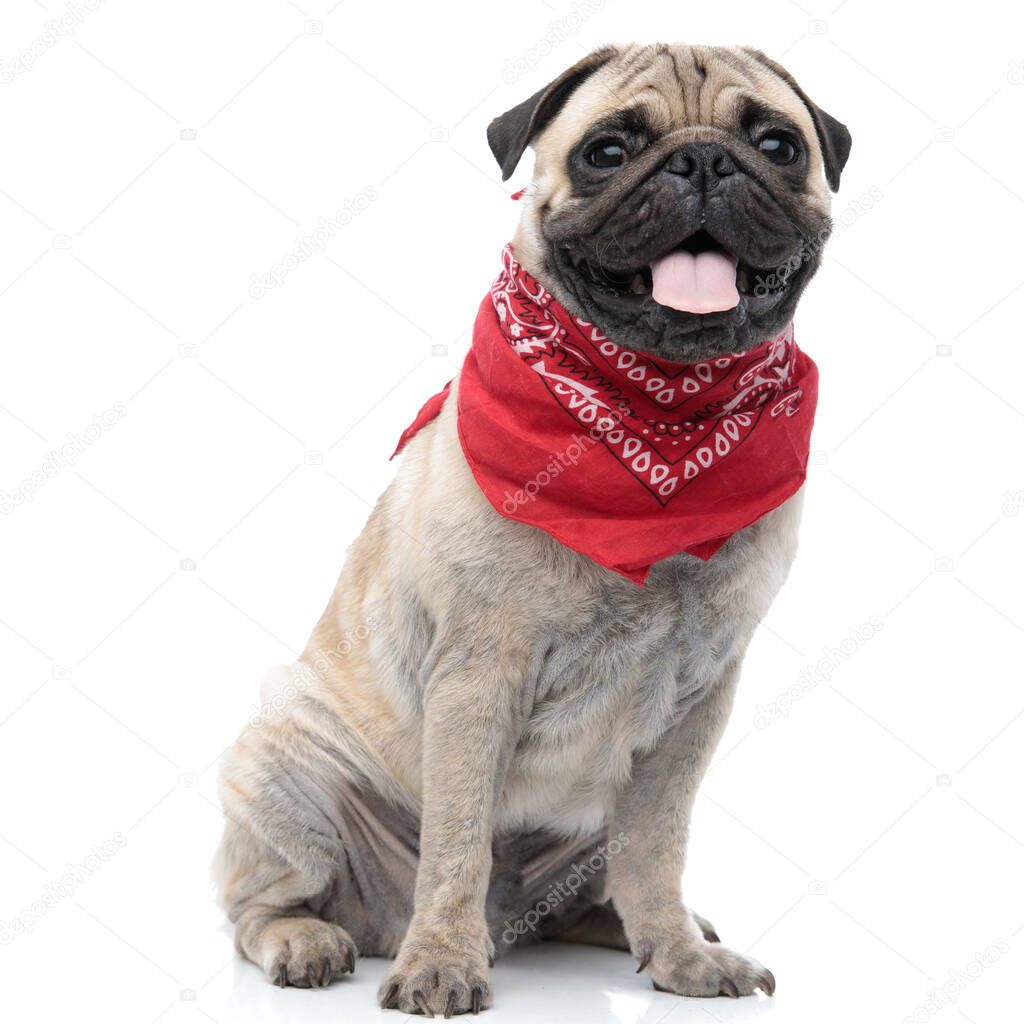 adorable pug wearing bandana and sticking out tongue