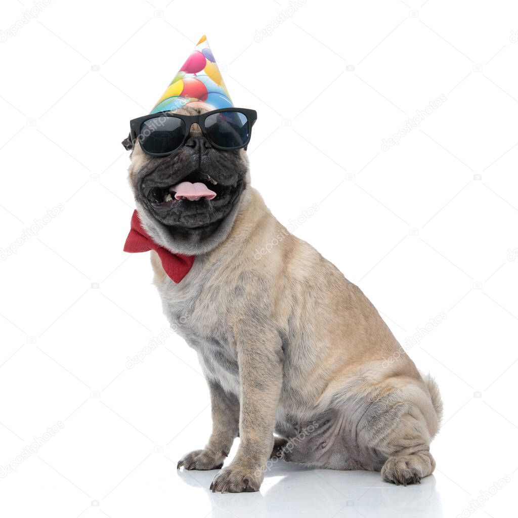 adorable pug panting and wearing birthday hat, sunglasses and bo