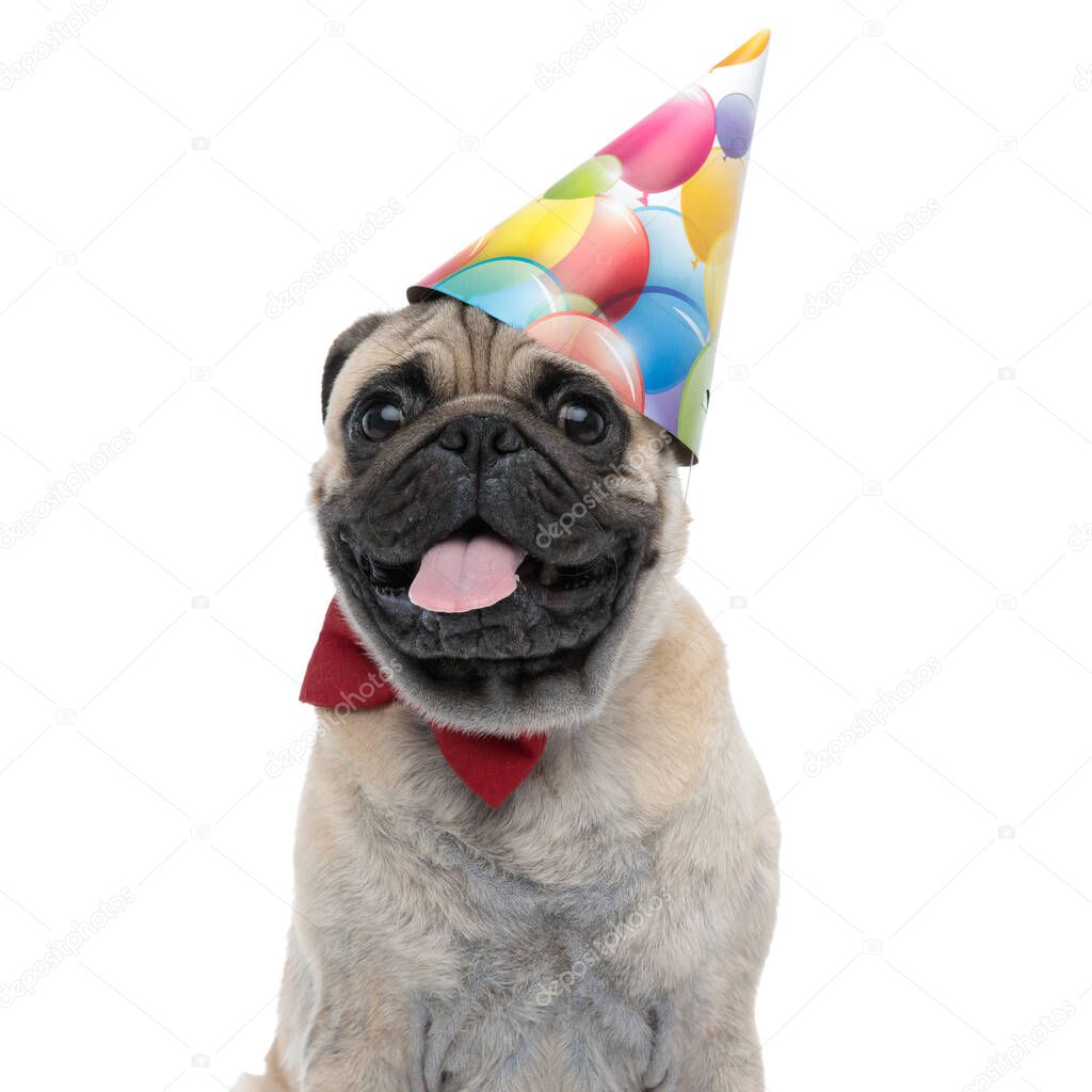 cute pug wearing birthday hat and red bowtie