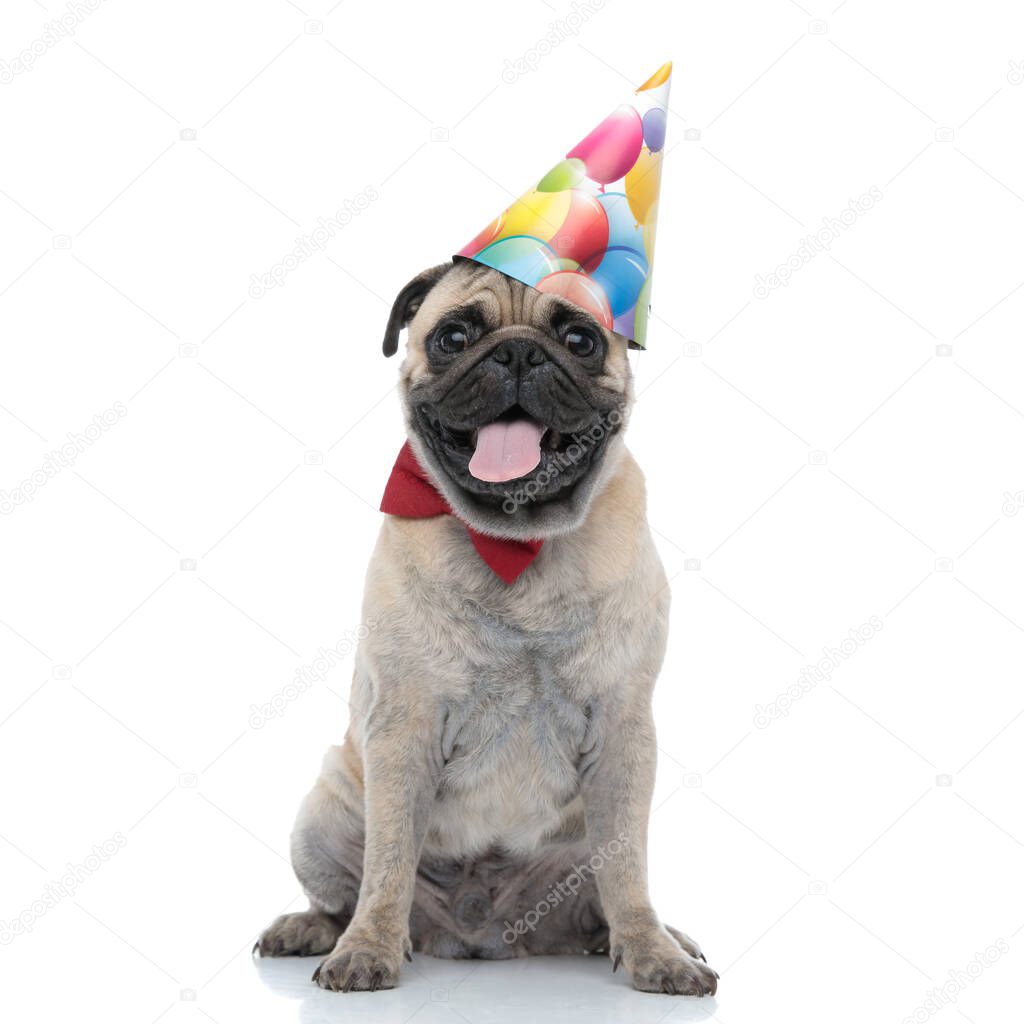 adorable pug wearing birthday hat and red bowtie