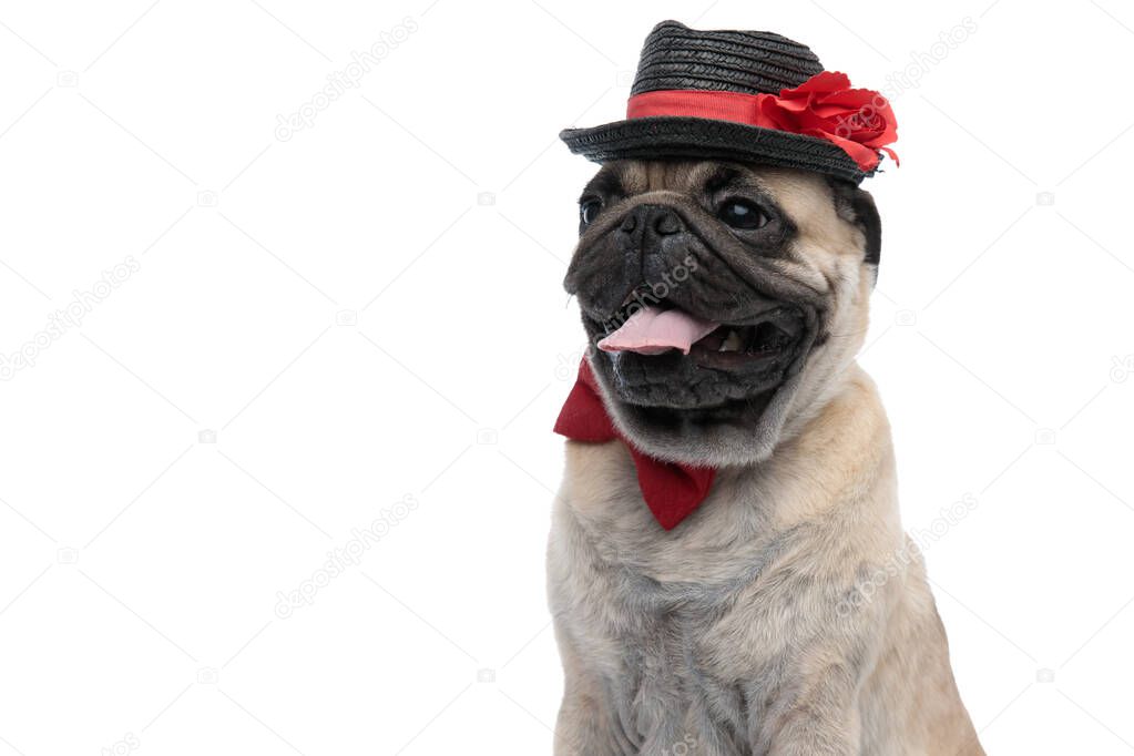 cute pug wearing hat and red bowtie and panting