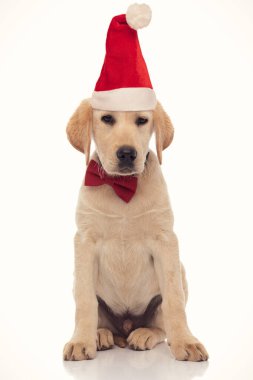Üzgün küçük Labrador av köpeği Noel Baba şapkası takıyor.