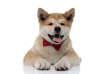 Sevgili Akita Inu dilini çıkarıp ileriye bakıyor.
