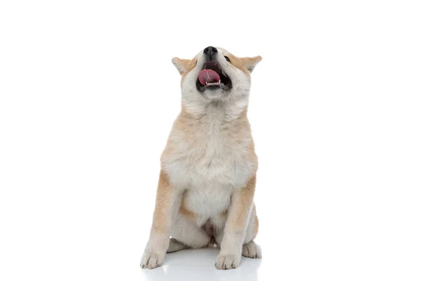 Akita Inu ludique haletant et levant les yeux — Photo