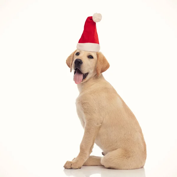 Side view of a seated little labrador retriever santa claus pupp — Stock Photo, Image