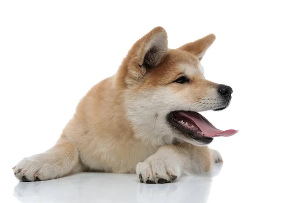 Playful Akita Inu panting and looking to the side — Stock Photo, Image