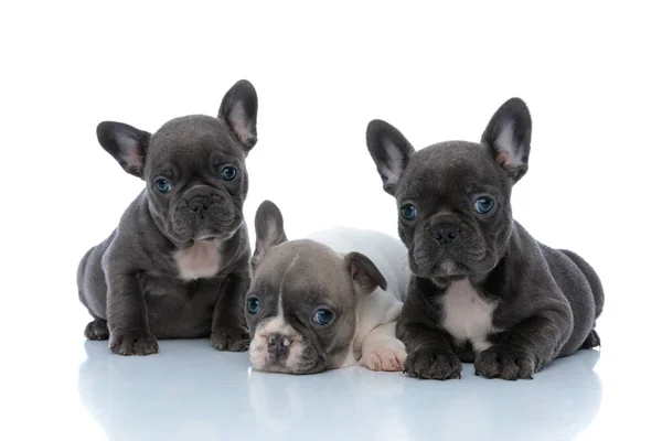 Tre doverosi cuccioli di bulldog francesi in ascolto e in attesa — Foto Stock