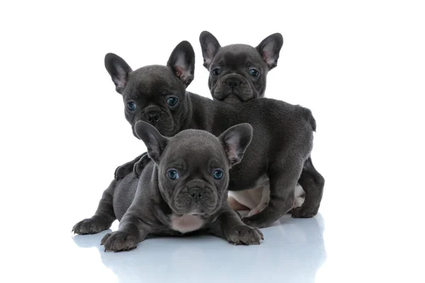 Preciosos cachorros bulldog francés mirando a su alrededor interesado —  Fotos de Stock