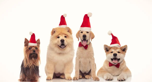 Quatro adoráveis cachorrinhos vestindo chapéu vermelho de santa claus — Fotografia de Stock