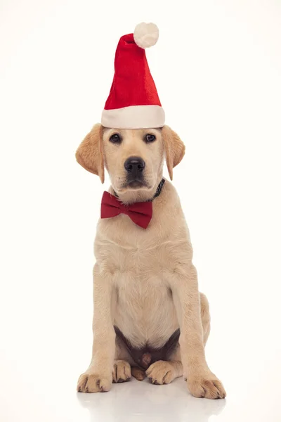 Anxious santa claus labrador retriever puppy looks to side — Stock Photo, Image