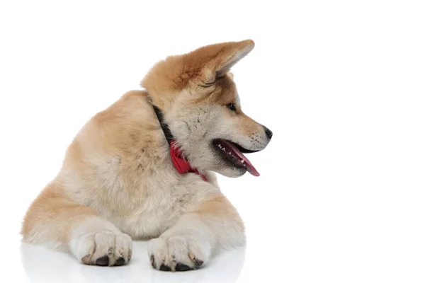 Gericht Akita Inu nieuwsgierig kijken naar de zijkant en hijgen — Stockfoto