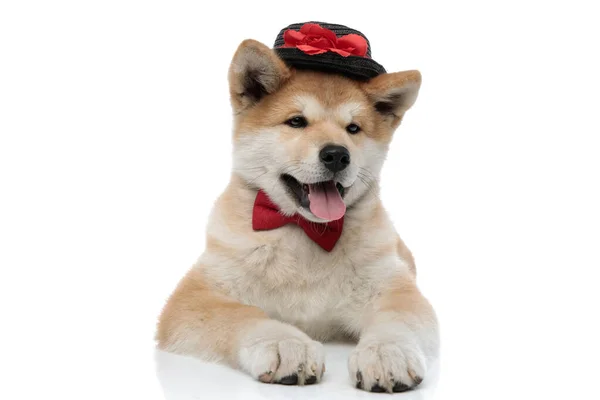 Unbeholfener akita inu streckt die Zunge heraus und schaut weg — Stockfoto