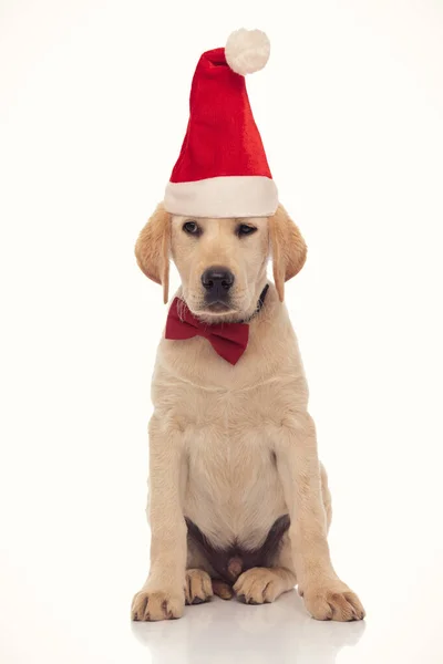 Znuděný malý Santa Claus labrador retrívr štěně se dívá na stranu — Stock fotografie