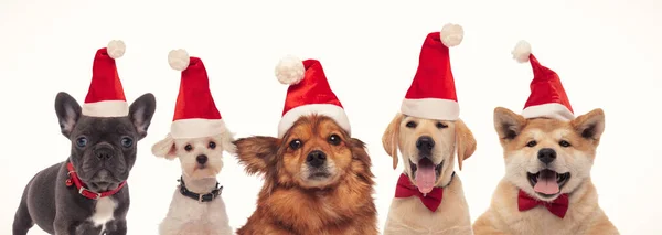Grupo más adorable de perros de Santa Claus — Foto de Stock