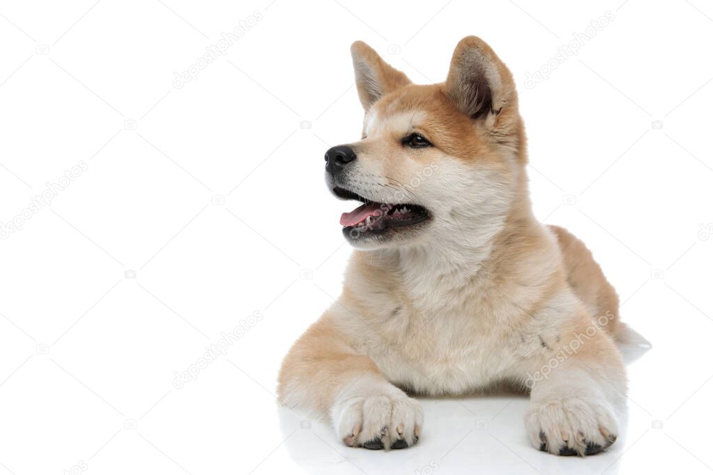 Akita Inu looking to the side with its tongue exposed 