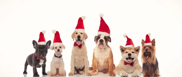 6 cani felici che celebrano il Natale insieme — Foto Stock