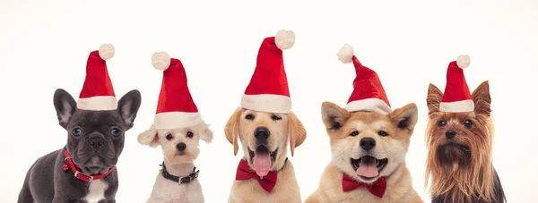 Cinque adorabili piccoli cani Babbo Natale — Foto Stock
