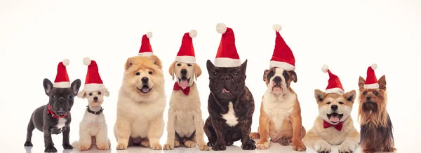 Mignon chiens heureux portant chapeaux santa claus — Photo