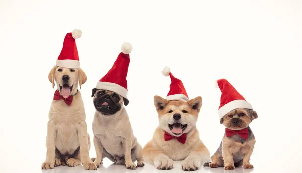 Hechelnde Gruppe kleiner Weihnachtsmänner mit Weihnachtsmützen — Stockfoto