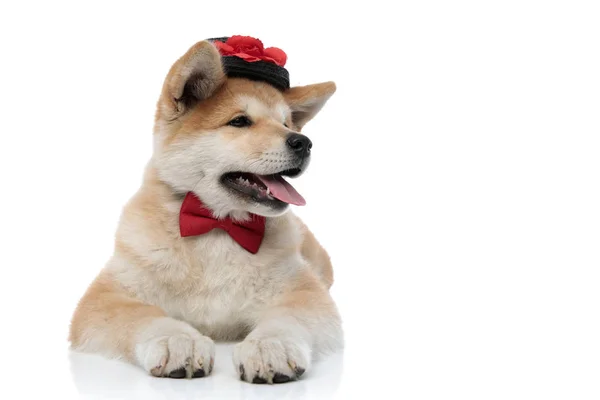 Vreugdevolle Akita Inu nieuwsgierig wegkijkend en hijgend — Stockfoto