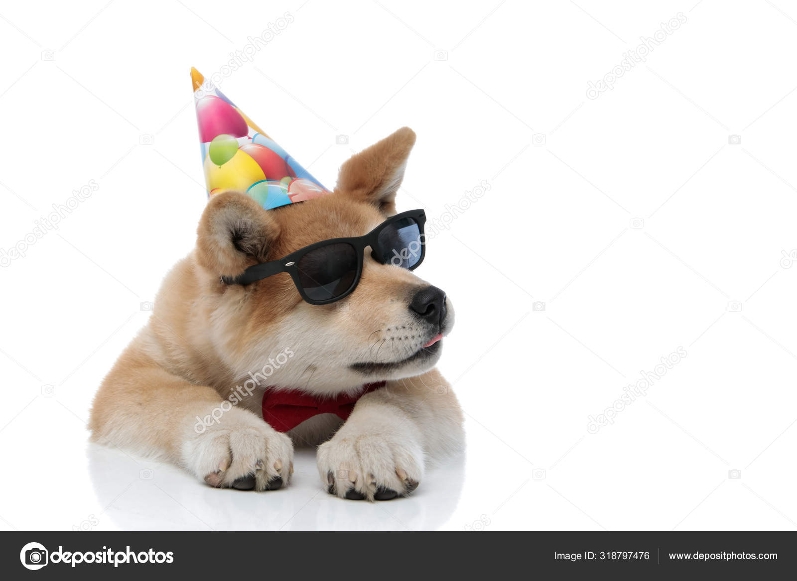 Photos De Petit Chien Joyeux Anniversaire Images De Petit Chien Joyeux Anniversaire Depositphotos Photos De Petit Chien Joyeux Anniversaire Images De Petit Chien Joyeux Anniversaire Depositphotos