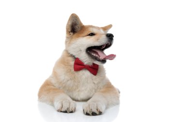 Neşeli Akita Inu uzaklara bakıyor ve nefes nefese. 
