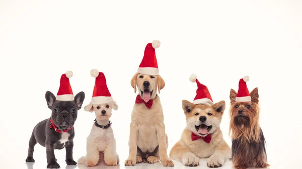 Küçük Noel Baba köpeklerinden oluşan sevimli bir grup Noel 'i kutluyor. — Stok fotoğraf