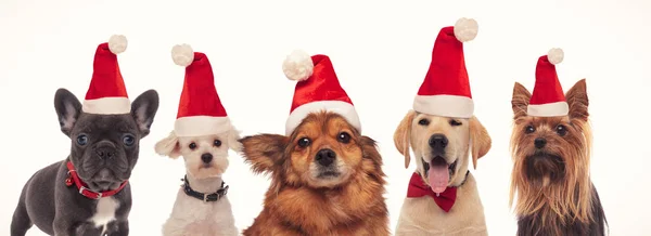 Šťastná skupina psů nosí Santa Claus klobouky — Stock fotografie