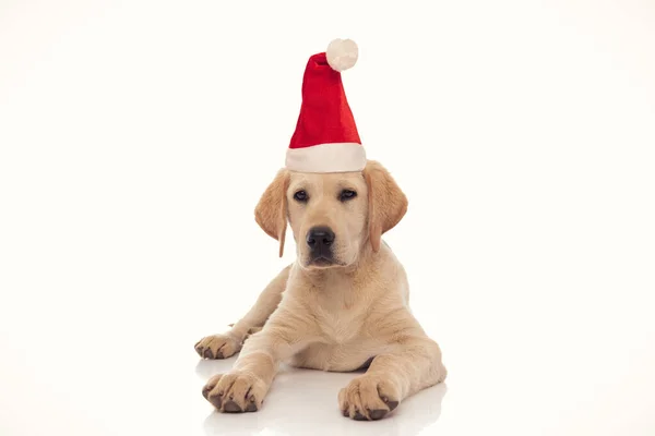 Sad labrador retriever wearing santa hat lying down — Stock Photo, Image