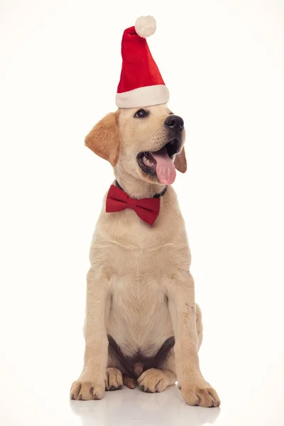 Happy panting labrador retriever puppy wearing santa hat looking — Stock Photo, Image