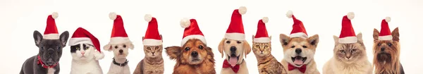 Noel Baba şapkası takan bir sürü kedi ve köpek var. — Stok fotoğraf