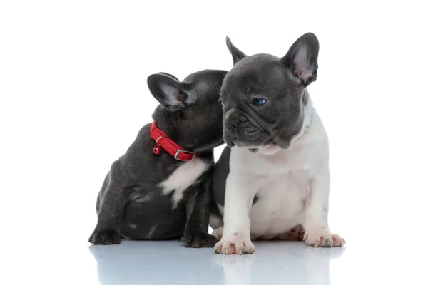 Dos encantadores cachorros bulldog francés besar y oler —  Fotos de Stock