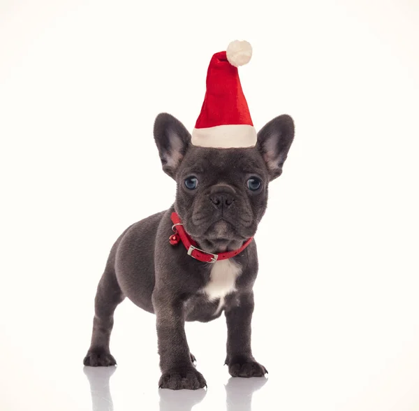 Bonito pouco santa francês bulldog vestindo Natal chapéu — Fotografia de Stock