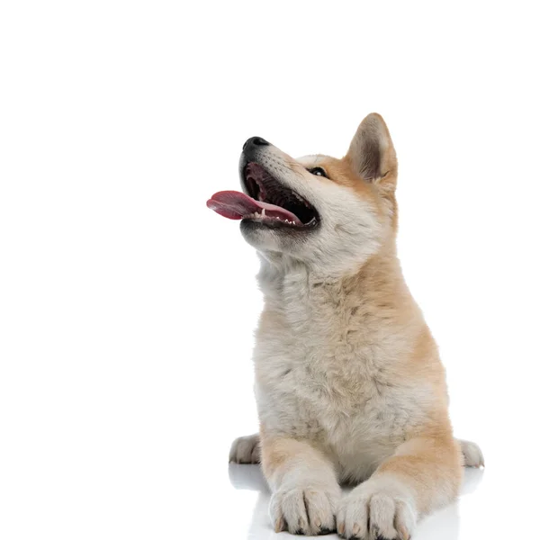 Cheerful Akita Inu looking away and sticking out its tongue — Stock Photo, Image