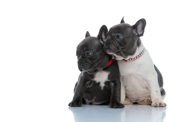 Dos cachorros bulldog franceses enfocados mirando hacia un lado — Foto de Stock