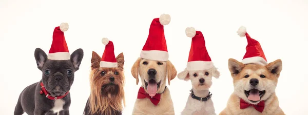 Filhotes de cachorro bonito usando chapéus de Papai Noel — Fotografia de Stock