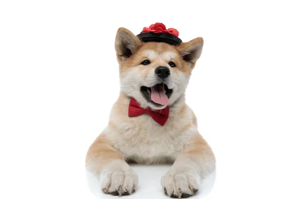 Positivo Akita Inu curiosamente olhando para longe, sorrindo e ofegante — Fotografia de Stock