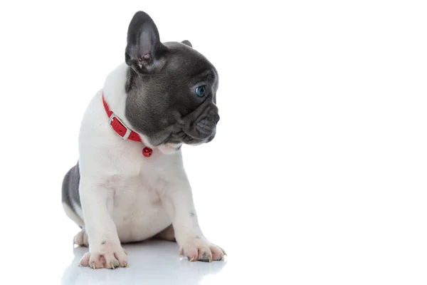 Hevesli Fransız bulldog köpeği ilginç bir şekilde yana bakıyor. — Stok fotoğraf