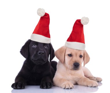 Noel Baba, Labrador av köpeği yavruları uzanıyor. 