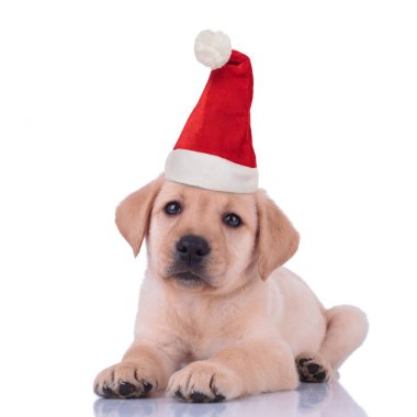 Küçük şirin labrador av köpeği Noel Baba şapkası takıyor. 