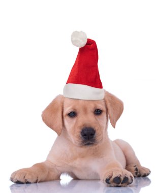 Küçük sevimli Noel Baba Labrador av köpeğine bakıyor. 