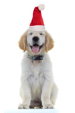Tatlı Golden Retriever köpek yavrusu Noel Baba 'yı takıyor.