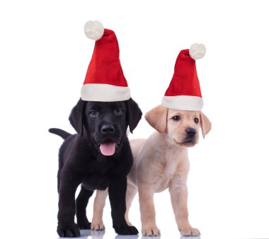 Şirin siyah ve sarı labrador av köpekleri Noel Baba C takıyor.