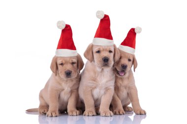 Üç küçük labrador av köpeği Noel Baba şapkası takıyor.