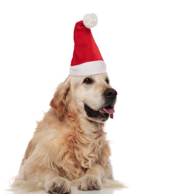 Nefes nefese Noel Baba Golden Retriever köpeği yan yana bakar. 