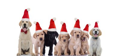 Bir grup şirin labrador av köpeği Noel Baba şapkası takıyor.