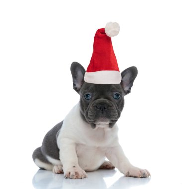 Fransız bulldog köpeği Noel Baba şapkası takıyor.